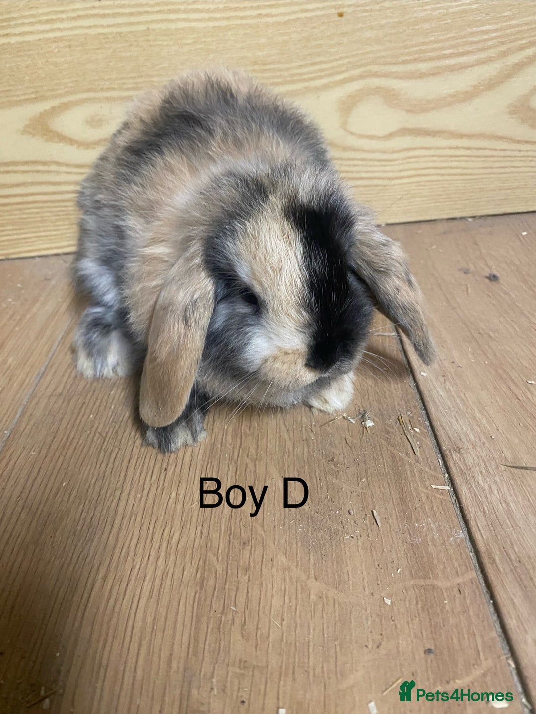 Mini Lop rabbits for sale: Beautiful mini lop bunnies - Advert 9