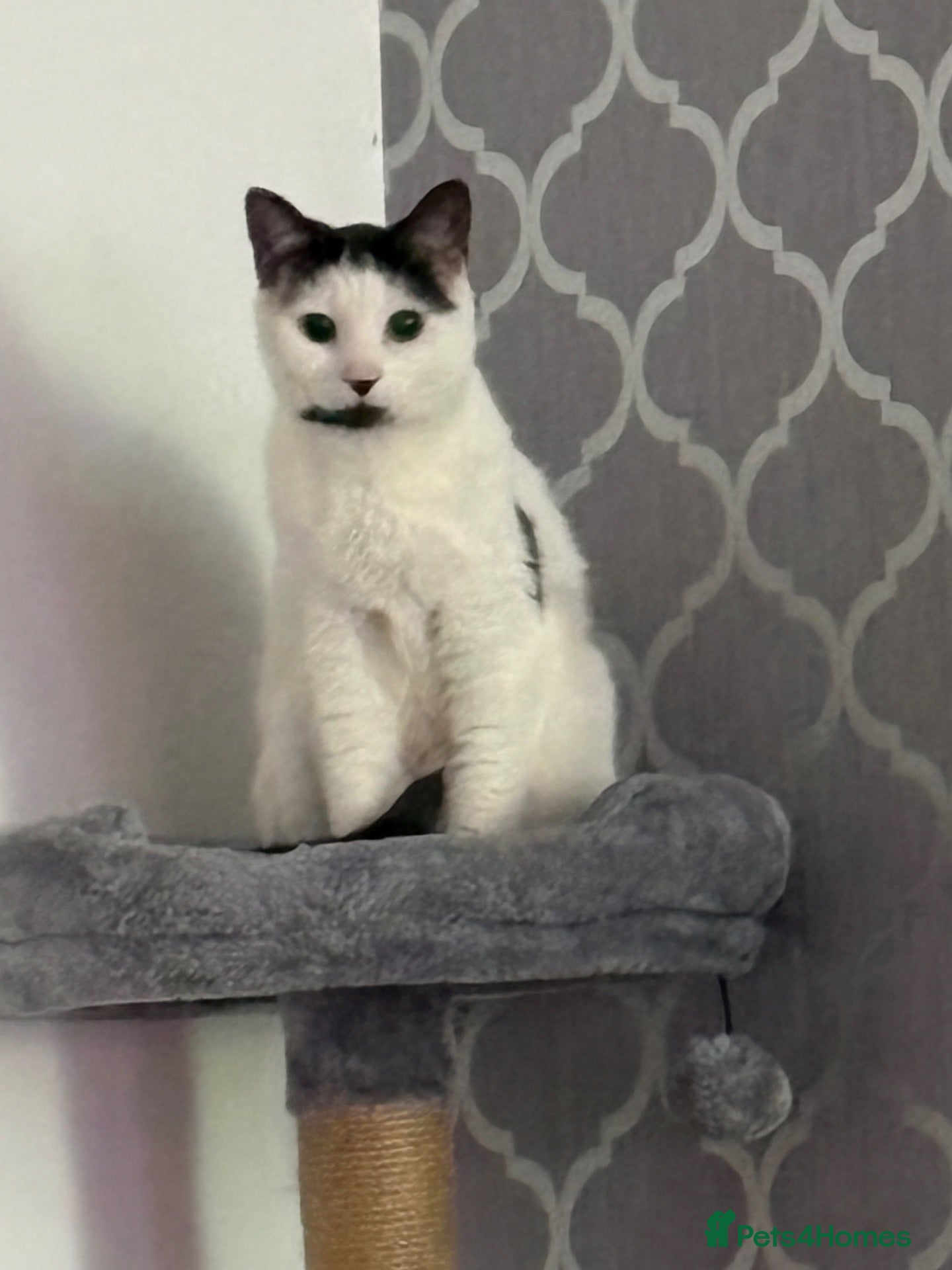 British Shorthair cats for sale: REHOME OUR BEAUTIFUL GIRL - Advert 9