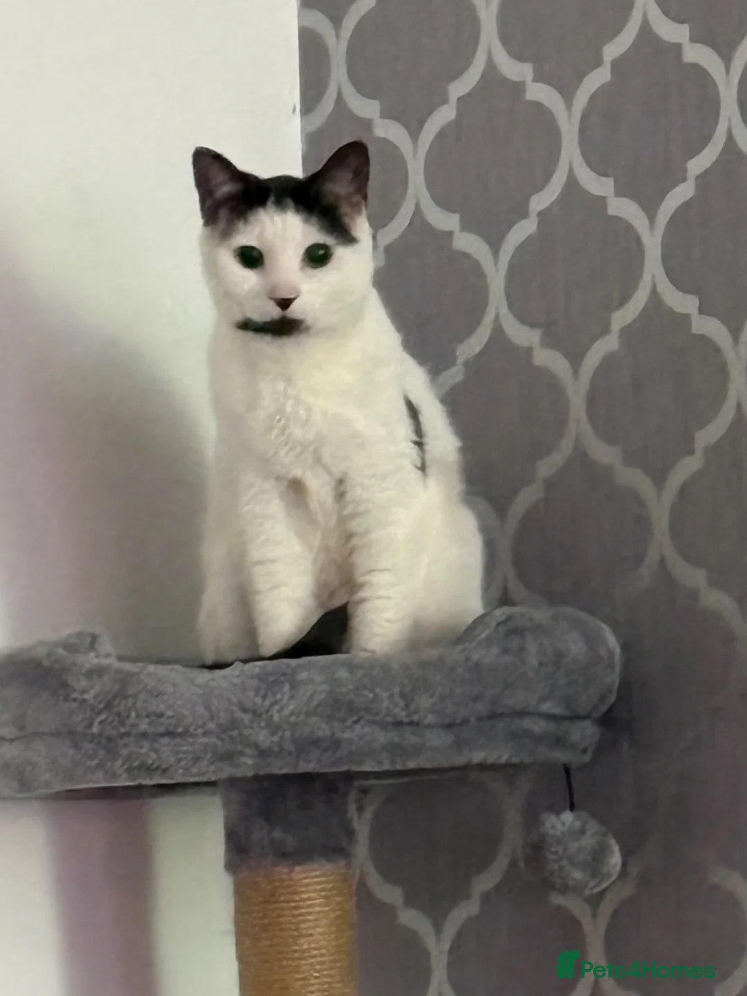 British Shorthair cats for sale: REHOME OUR BEAUTIFUL GIRL - Advert 1