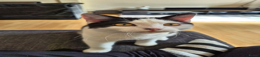 British Shorthair Kitten 1