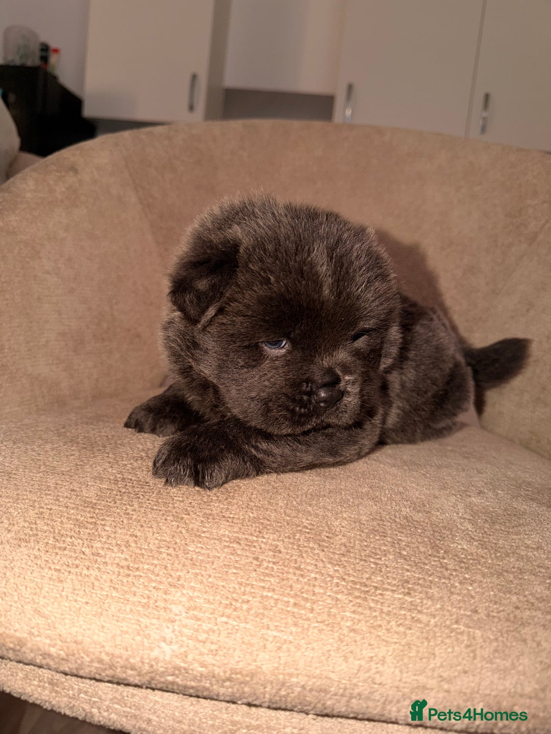 Chow Chow dogs for sale: 3 chow chow males available to reserve  - Advert 4