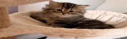 Persian cats for sale: Beautiful Persian Cross Kittens - 4 little ladies - Advert 3