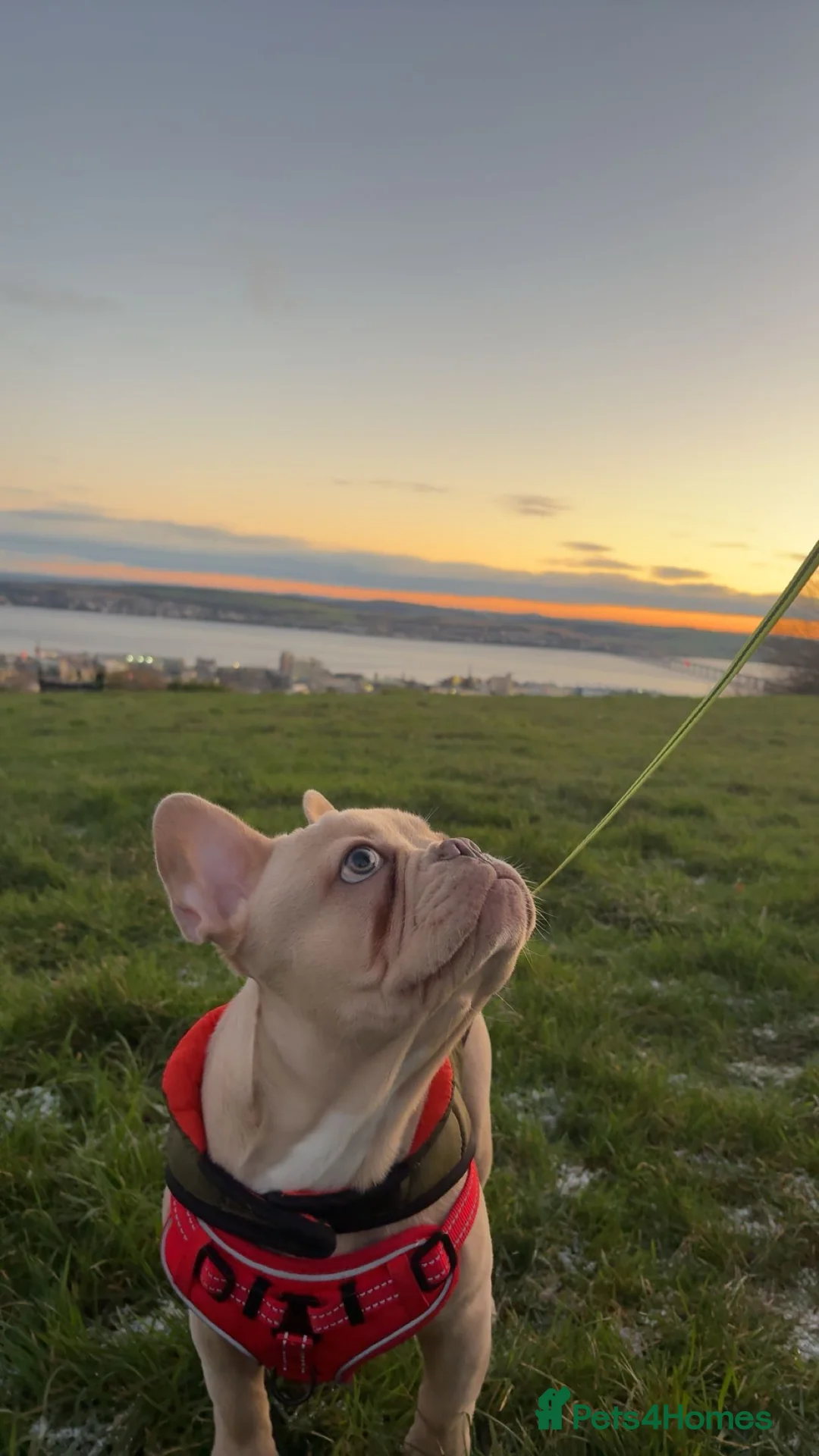 French Bulldog dogs for sale: Male cream frenchbull dog  - Advert 3