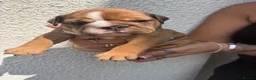English Bulldog dogs for sale: STUNNING TRADITIONAL ENGLISH BULLDOG - Advert 17