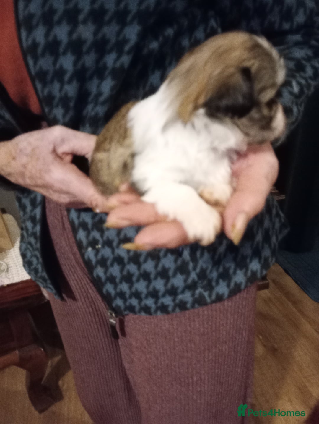 Lhasa Apso dogs for sale: LHASA APSO PUPPIES - Advert 3