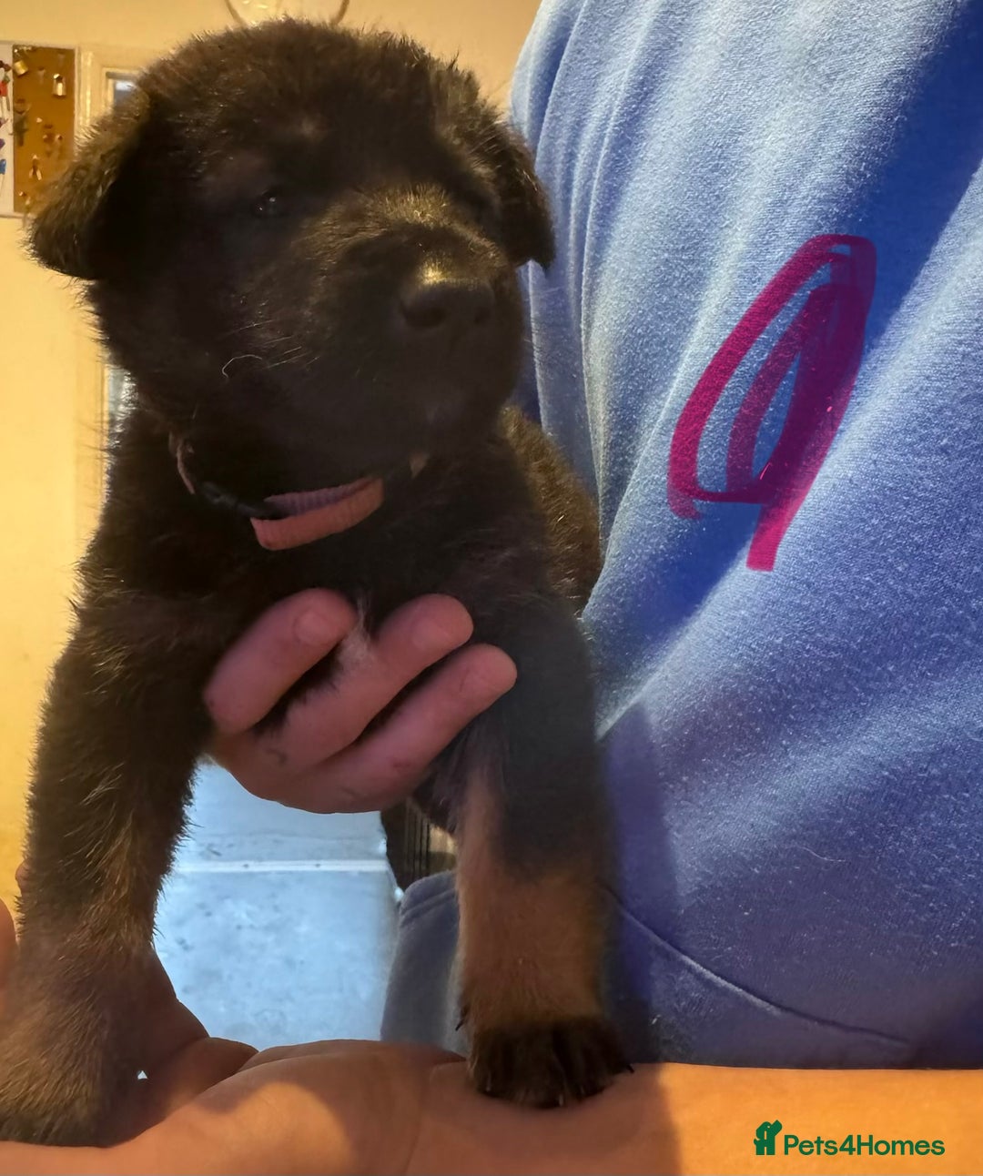 Mixed Breed dogs for sale: Akita x German shepherd puppies - Advert 8