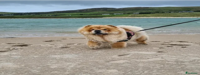 Kika