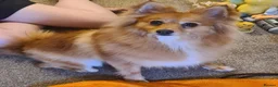 Pomeranian dogs for sale: Female pomeranian 3.5 years old - Advert 1