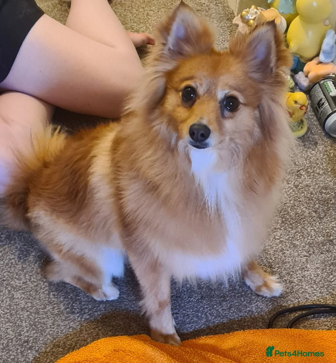 Pomeranian dogs for sale: Female pomeranian 3.5 years old - Advert 1