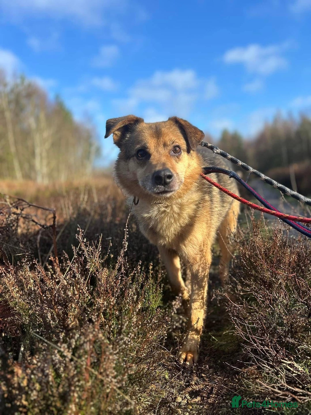 Mixed Breed dogs for adoption: Einstein - Norwich Norfolk  in Norwich - Image 5