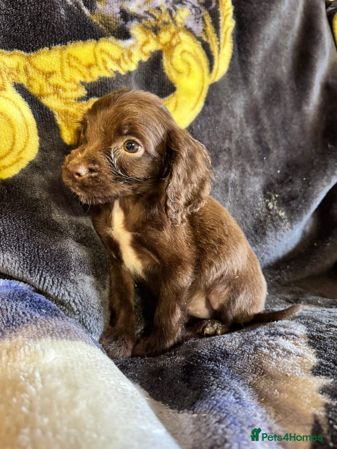 Cocker Spaniel dogs for sale: Cocker spaniel pups  - Image 3