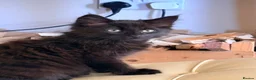 British Longhair cats for sale: 2 beautiful kittens  - Advert 1