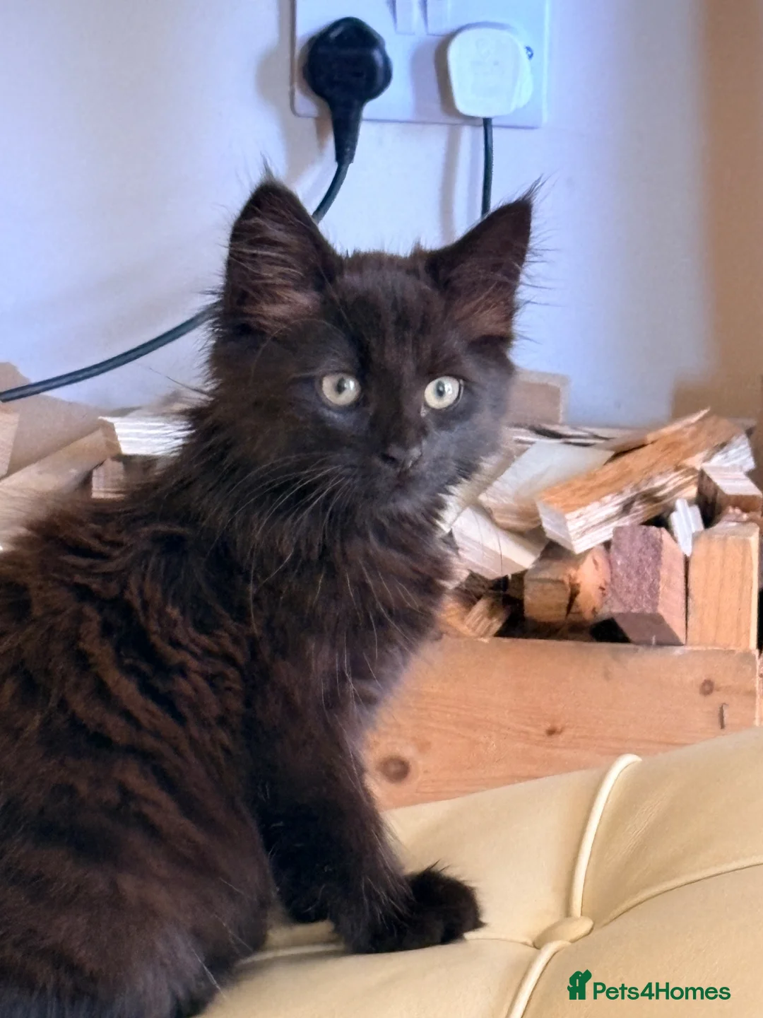 British Longhair cats for sale: 2 beautiful kittens  - Advert 1