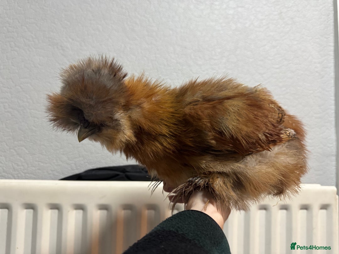Chickens poultry for sale: Stunning USA silkie roo - Image 4