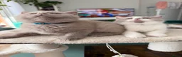 British Shorthair cats for sale: Luxury British Shorthair Kittens–Beautiful Lilac🤍 - Advert 4