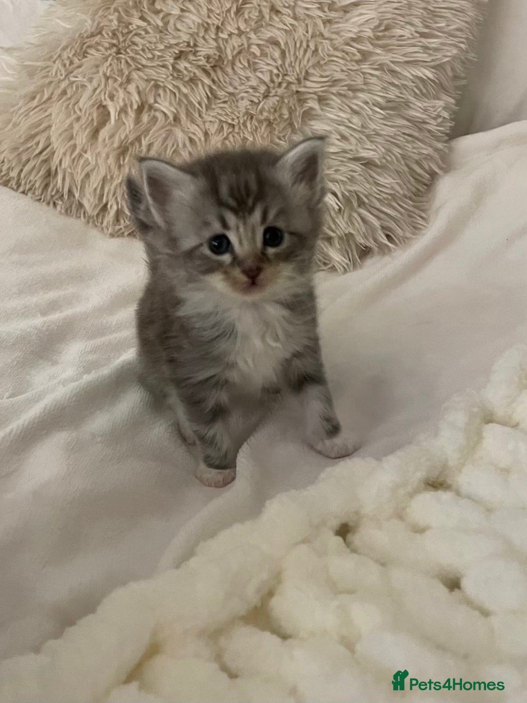 Maine Coon cats for sale: ✨Beautiful Mainecoon/Ragdoll mix kittens✨ - Advert 13