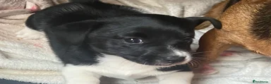Jack Russell 2