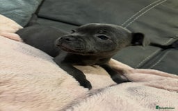 Staffordshire Bull Terrier dogs for sale: Blue Staffordshire Bull Terrier ready now  - Image 1