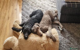 Labradoodle dogs for sale: Mother and daughter  - Image 1