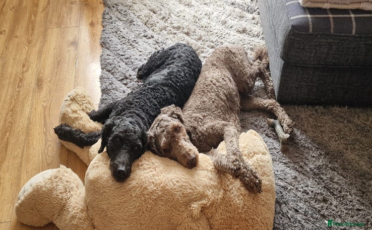 Labradoodle dogs - Advert 3