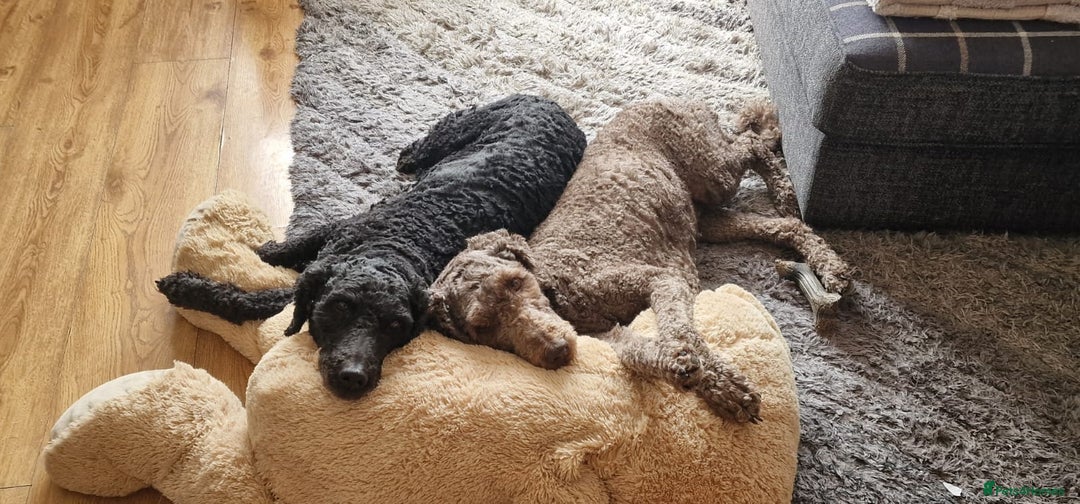 Labradoodle dogs for sale: Mother and daughter  - Image 1