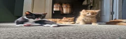 Mixed Breed cats for sale: Playful Cute ginger kittens ready for new homes - Advert 7