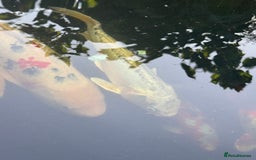 Koi Carp fish for sale: Complete Koi carp set up for sale - Image 29