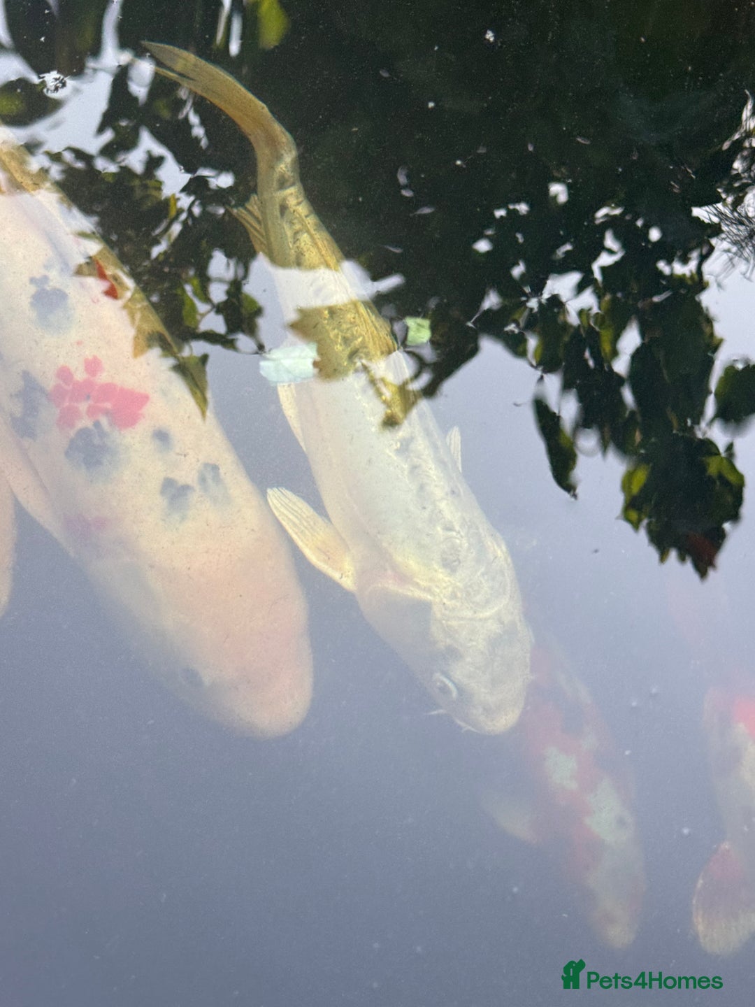 Koi Carp fish for sale: Complete Koi carp set up for sale - Image 29