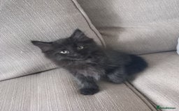 Mixed Breed cats for sale: READY TO GO Large Maine Coon Cross Kittens - Image 1