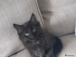 Mixed Breed cats - Advert 15