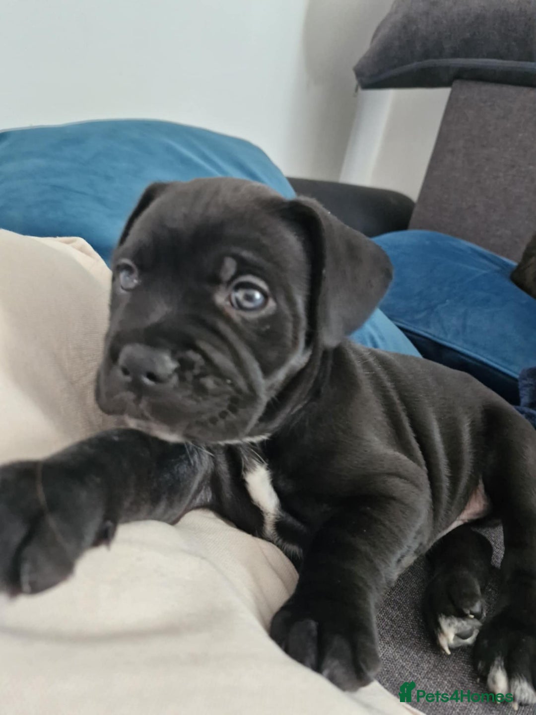 Cane Corso dogs for sale: Mr Cane corso x bulldog - Image 3