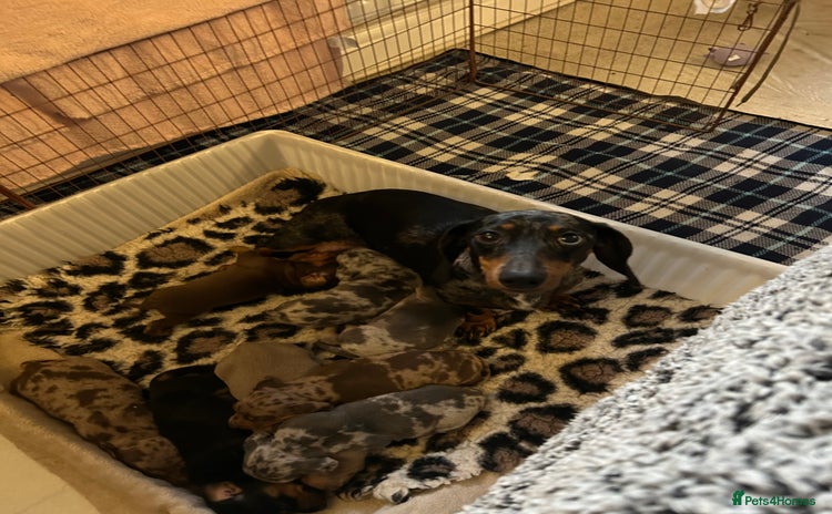 Dachshund dogs - Advert 11