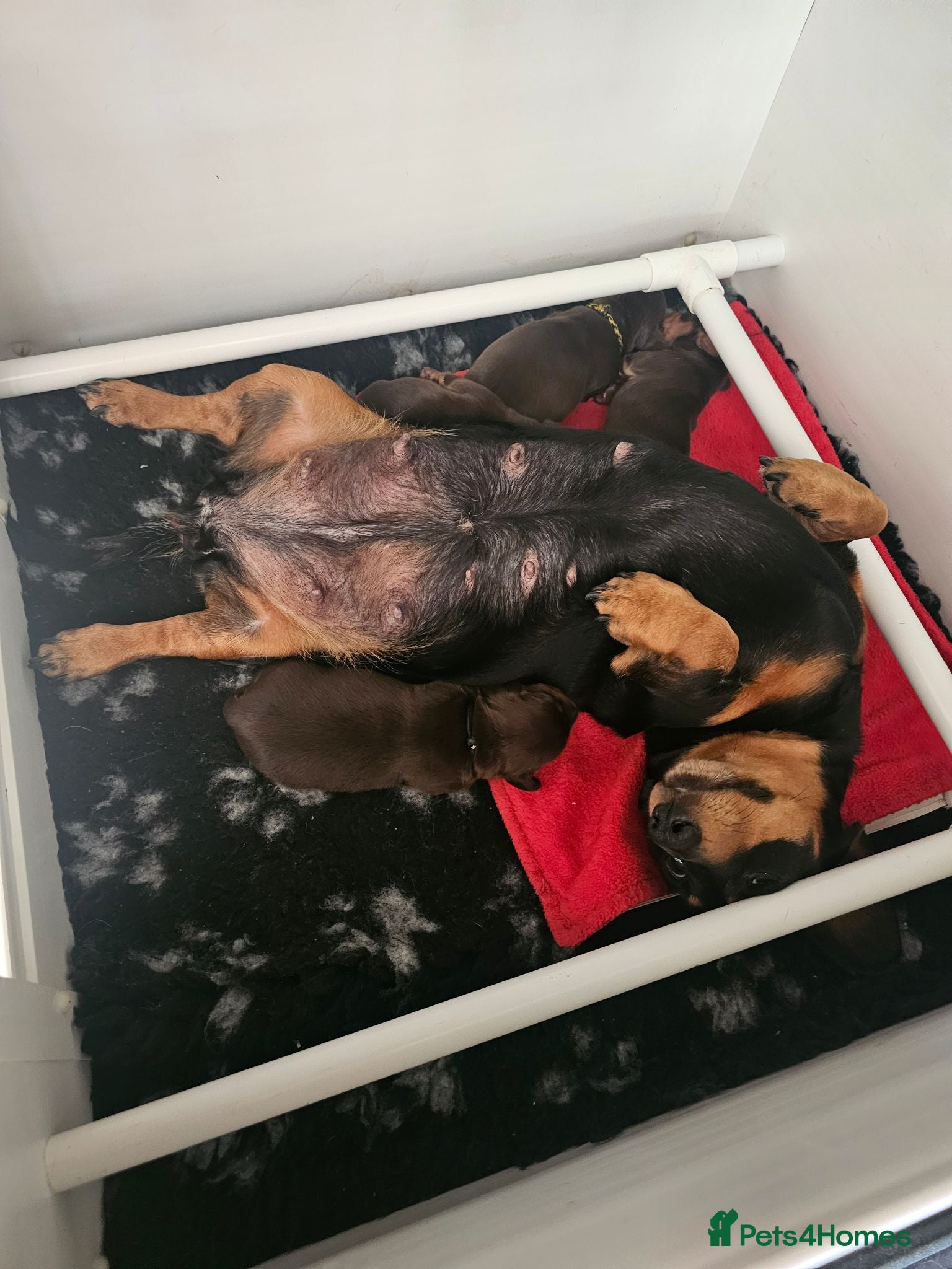 Miniature Dachshund dogs Miniature Dachshund Chocolate/Tan KC Reg Puppies - Advert 2