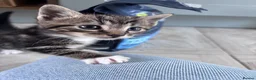 Mixed Breed cats for sale: 4 playful boy kittens looking for forever homes  - Advert 3