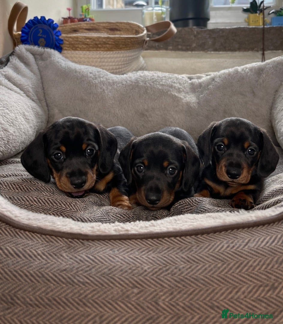 Miniature Dachshund dogs Miniature dachshunds-Blue & tan ,black & tan left - Advert 18