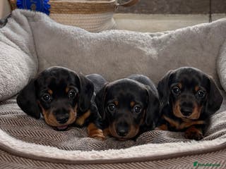 Miniature Dachshund dogs Miniature dachshunds-Blue & tan ,black & tan left - Advert 16