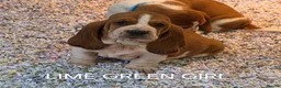 Basset Hound dogs for sale: KC BASSET HOUND PUPPIES FROM HEALTH SCORED PARENTS - Advert 23