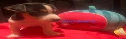 Jack Russell dogs for sale: Miniature Jack Russell  - Advert 3