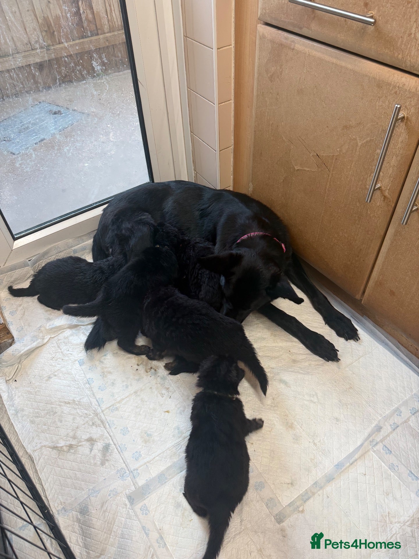 German Shepherd dogs for sale: German shepherd pups  - Advert 1