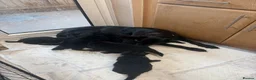 German Shepherd dogs for sale: German shepherd pups  in Redditch - Advert 1