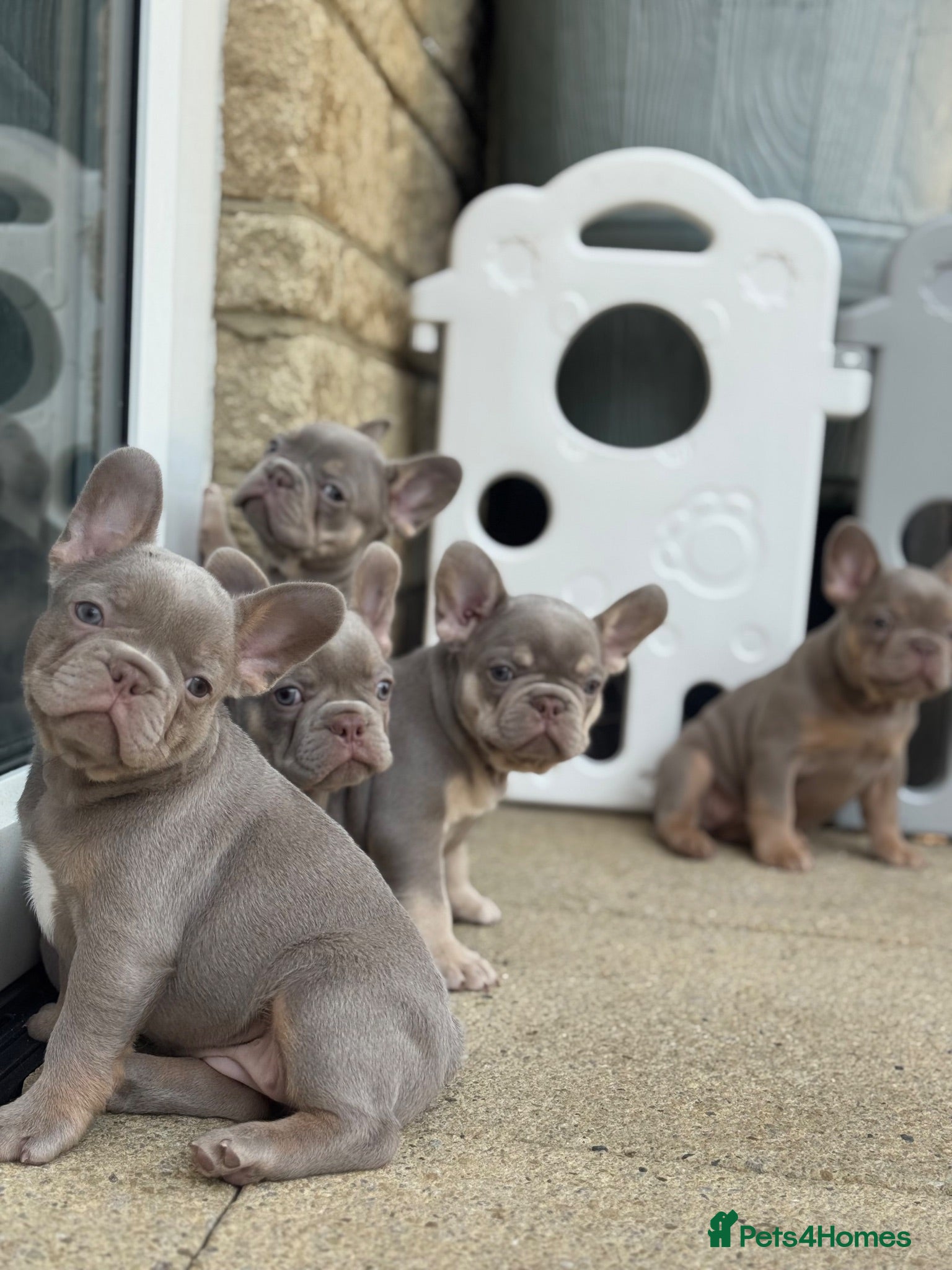 French Bulldog dogs Health Clear KC Registered French Bulldog Puppies - Advert 1