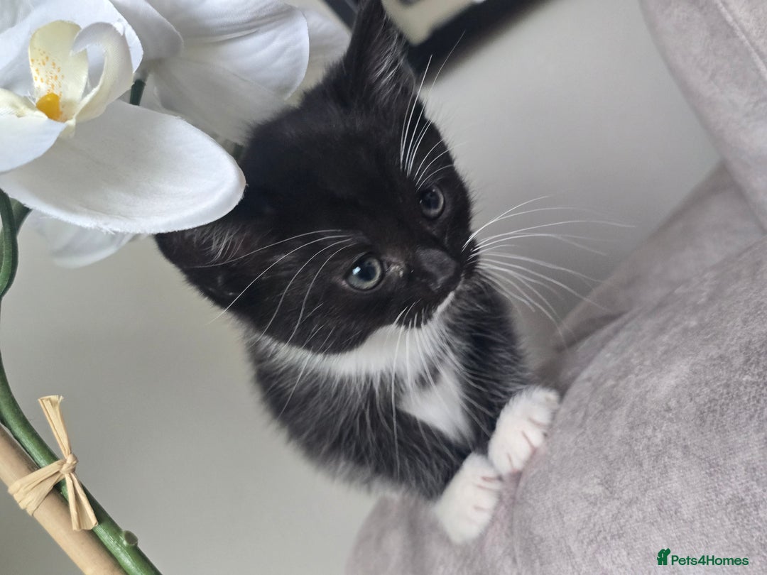 Domestic Shorthair cats for sale: Female kitten - Image 1