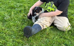Border Collie dogs for sale: Border Collie Puppies  - Image 18