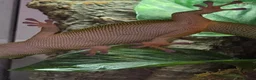 Gecko reptiles for sale: giant Madagascan day Gecko - Advert 2