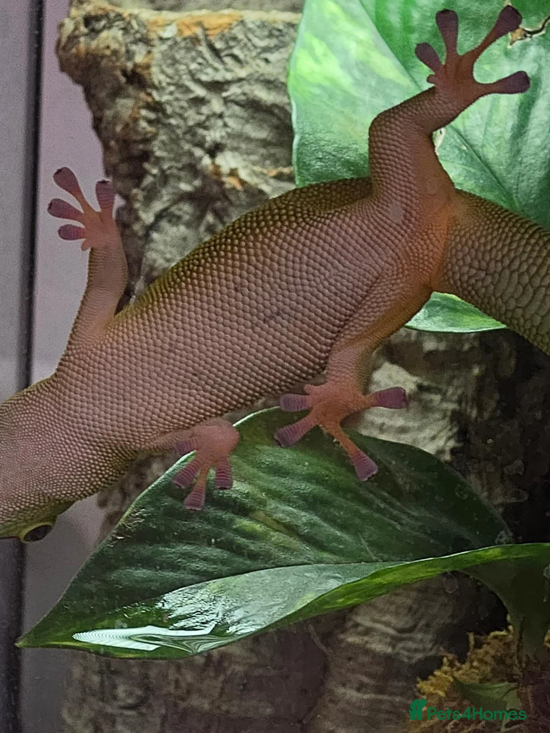 Gecko reptiles for sale: giant Madagascan day Gecko - Advert 2