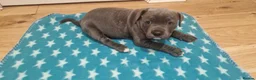 Staffordshire Bull Terrier dogs for sale: KC Registered Staffordshire Bull Terrier Pups in Liverpool - Advert 3