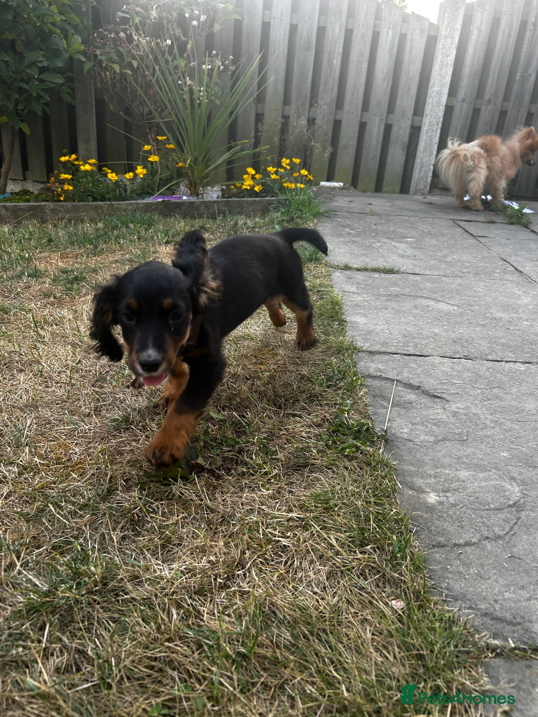 Cocker Spaniel dogs for sale: Trained Cocker Spaniel for sale  - Image 3