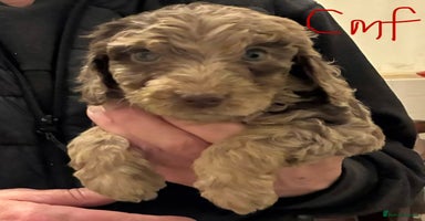 Cockapoo dogs Healthy beautiful puppies  - Advert 12