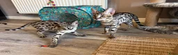 Savannah cats for sale: 🏵️ WORLDS BEST LINES 🏵️ Savannah F2 & F3 Kittens - Advert 34