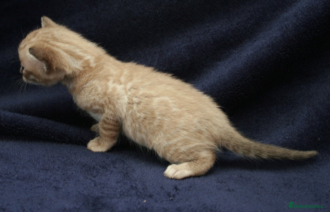 Bengal cats for sale: TICA Registered Bengal Kittens–Ready Nov 2025 🐾 - Image 10